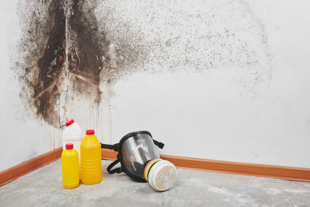 Best Bathroom Mold Remediation in Meyers, CA