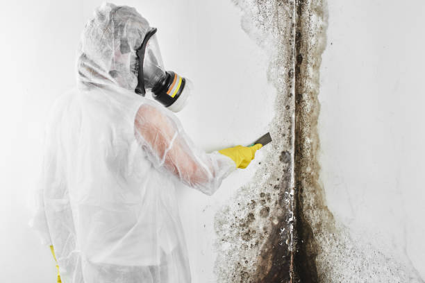 Meyers, CA Mold Remediation Company