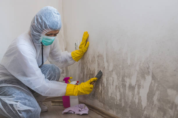 Best Mold Testing and Inspection Services in Meyers, CA