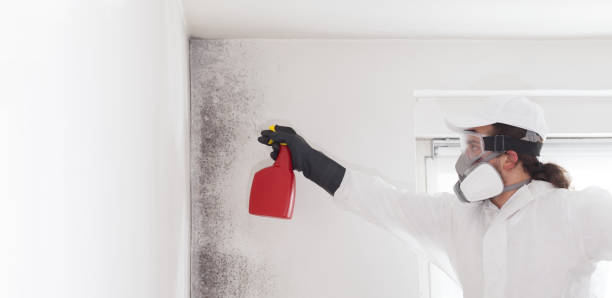 Best White Mold Remediation in Meyers, CA