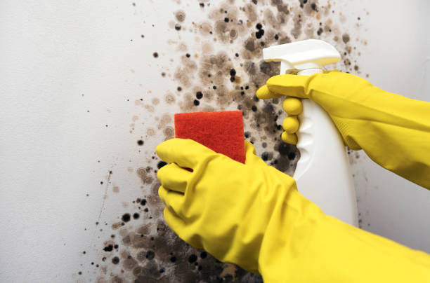 Best Black Mold Remediation in Meyers, CA