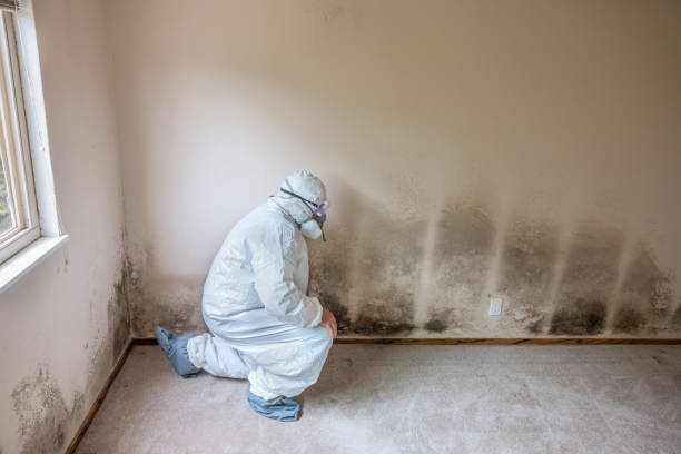 Best Attic Mold Remediation in Meyers, CA