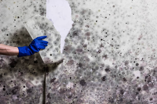Best Insurance-Related Mold Remediation in Meyers, CA